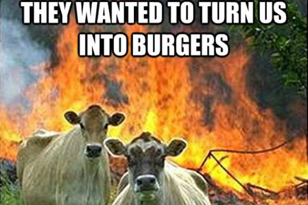 Funny-Cow-Meme-They-Wanted-To-Turn-Us-Into-Burgers
