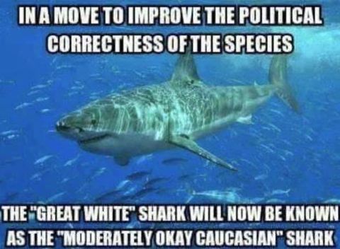 politically-correct-shark